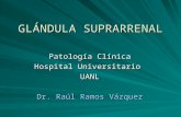 GLÁNDULA SUPRARRENAL Patología Clínica Hospital Universitario UANL Dr. Raúl Ramos Vázquez.
