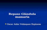Repaso Glándula mamaria Oscar Adán Velázquez Espinosa Oscar Adán Velázquez Espinosa.