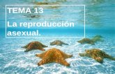 TEMA 13 La reproducción asexual.. La mayoría de los animales y los seres humanos se reproducen sexualmente, es decir, se necesitan dos individuos de diferente.