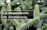 La vegetaci³n de Andaluc­a.. C³mo es la vegetaci³n. Antes de comenzar esta parte, debemos tener claro qu© entendemos por vegetaci³n. vegetaci³n. (Del