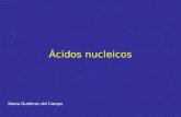 Ácidos nucleicos Marta Gutiérrez del Campo. Ácidos nucleicos DNA (ácido desoxirribonucleico) RNA (ácido ribonucleico) - Ácido fosfórico - Pentosa (ribosa.