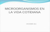 MICROORGANISMOS EN LA VIDA COTIDIANA DICIEMBRE 2011.