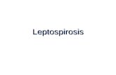 Leptospirosis. Historia La forma grave de la enfermedad fue descrita por el alemán Adolf Weil (1886) En 1907 Stimson descubrió el microorganismo en tejido.