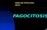 FAGOCITOSIS AREA DE PATOLOGIA USAC. FAGOCITOSIS REQUIERE DEL LEUCOCITO: 1. Quimiotaxis (Motilidad) 2. Reconocer el material que va a ser fagocitado. 3.