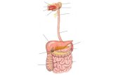 El Sistema Digestivo está formado por: 1) Un largo tubo llamado Tubo Digestivo. 2) Las glándulas asociadas a este tubo o Glándulas Anexas.