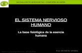 BACHILLERATO MARIANISTAS + COMPAÑÍA DE MARÍA Prof. VÍCTOR M. VITORIA Anatomía y Fisiología Humanas - HISTOLOGÍA EL SISTEMA NERVIOSO HUMANO La base fisiológica.