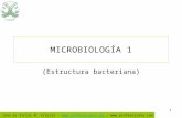 Profesor Jano es Víctor M. Vitoria –  –  1 MICROBIOLOGÍA 1 (Estructura bacteriana)
