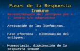 Fases de la Respuesta Inmune 1. Reconocimiento del antígeno por s. i. innato y/o adaptativo 2. Activación de los linfocitos. 3. Fase efectora, eliminación.