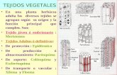 LUIS ROSSI1 TEJIDOS VEGETALES En una planta herbácea adulta los diversos tejidos se agrupan según su origen y la función principal que cumplen. Son: Tejido.