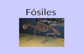 Fósiles. INDICE ¿ Qué son los fósiles? Tipos de fósiles Registro fósil Fosilización Procesos de descomposición Efectos de la descomposición Características.