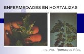 ENFERMEDADES EN HORTALIZAS Ing. Agr. Romualdo Ríos.