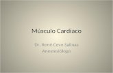 Músculo Cardiaco Dr. René Cevo Salinas Anestesiólogo.