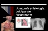 Anatomía y fisiología del Aparato Respiratorio. El aparato respiratorio Vías respiratorias Fosas nasales Faringe Laringe Tráquea Bronquios Bronquiolos.