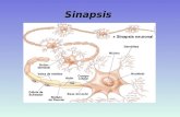 Sinapsis. Fenómenos eléctricos de las neuronas Potencial de ReposoPotencial de Acción Potencial de Membrana Es el resultado de la diferencia de la diferencia.