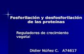 Fosforilación y desfosforilación de las proteínas Reguladores de crecimiento vegetal Didier Núñez C. A74617 didiernc88@gmail.com.