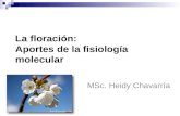 La floración: Aportes de la fisiología molecular MSc. Heidy Chavarría.