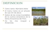 DEFINICION Camu camu: Myrciaria dubia El Camu Camu es un arbusto de casi 3m de altura Nativo de las zonas inundables de la cuenca amazónica de la Selva.