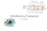 Membrana y Transporte 1° medio. La mayoría de las membranas celulares constituyen un mosaico fluido de fosfolípidos y proteínas. Membrana plasmática.