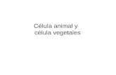 Célula animal y célula vegetales OBJETIVOS DE LA CLASE. Describir las estructuras comunes que tienen las células animales y vegetales: membrana plasmática,