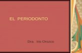 EL PERIODONTO Dra. Iris Orozco OBJETIVOS Mencionar los componentes del periodonto Explicar las estructuras asociadas al proceso alveolar Diferenciar.