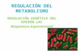 REGULACIÓN DEL METABOLISMO R EGULACIÓN G ENÉTICA DEL O PERÓN LAC Bioquímica Experimental.