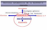 GLUCOSA-6-P Destinos metabólicos de la GLUCOSA-6-FOSFATO Glucógeno-génesis Glucógeno Via de las Pentosas Ribosa-5-P Piruvato Glucosa Glucosa-6-fosfatasa.