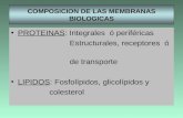 COMPOSICION DE LAS MEMBRANAS BIOLOGICAS PROTEINAS: Integrales ó periféricas Estructurales, receptores ó de transporte LIPIDOS: Fosfolípidos, glicolípidos.