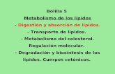 Bolilla 5 Metabolismo de los lípidos - Digestión y absorción de lípidos. - Transporte de lípidos. - Metabolismo del colesterol. Regulación molecular. -
