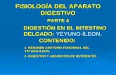 FISIOLOGÍA DEL APARATO DIGESTIVO PARTE 4 DIGESTIÓN EN EL INTESTINO DELGADO: YEYUNO-ÍLEON. CONTENIDO: 1- RESUMEN ANÁTOMO-FUNCIONAL DEL YEYUNO-ÍLEON. 2-