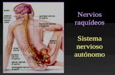 Nervios raquídeos Sistema nervioso autónomo. Los nervios raquídeos, junto con los craneales, integran el SNP, comunican el medio externo y el propio cuerpo.