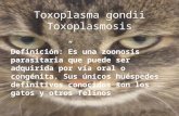 Definición:Es una zoonosis parasitaria que puede ser adquirida por vía oral o congénita. Sus únicos huéspedes definitivos conocidos son los gatos y otros.