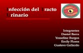Infección del Tracto Urinario Integrantes Daniel Barra Yosseline Burgos Emily Flores Gustavo Gallardo.