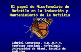 El papel de Micofenolato de Mofetilo en la Inducción y Mantenimiento de la Nefritis Lúpica Gabriel Contreras, M.D.,M.P.H. Profesor asociado, Nefrología.