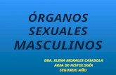 ÓRGANOS SEXUALES MASCULINOS DRA. ELENA MORALES CASASOLA AREA DE HISTOLOGÍA SEGUNDO AÑO.