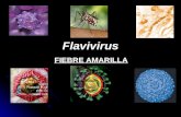 Flavivirus FIEBRE AMARILLA. MORFOLOGÍA Y ESTRUCTURA Virus de ARN. Virus de ARN. Es un arbovirus. Es un arbovirus. Presenta envoltura. Presenta envoltura.