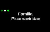 Familia Picornaviridae. Picornavirus Familia Picornaviridae es una de las más extensas. Son virus pequeños (pico) con ARN y una estructura de cápside.