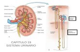 CAPITULO 19 SISTEMA URINARIO. RIÑON Hace renina, eritropoyetina y prostaglandinas además de activar la vitamina D corteza medula capsula Tubulo urinífero.
