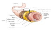 Esófago: Tubo muscular que lleva el bolo de la Faringe al estomago Esófago: Tubo muscular que lleva el bolo de la Faringe al estomago 1/3 superior el.
