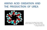 La degradación oxidativa de los Aminoácidos contribuye a la generación de energía metabolica Proteínas de la dieta, proteínas de los tejidos, proteínas.