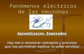 Fenómenos eléctricos de las neuronas Aprendizajes Esperados Hoy van a reconocer conceptos y procesos que nos permitirán explicar la señal nerviosa.