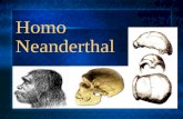 Homo Neanderthal. Introducción: El Homo Neanderthal, tuvo su existencia alrededor de 200.000 años a 35.000 años atrás. Se cree que pertenece a la cadena.