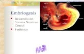 Embriogesis Desarrollo del Sistema Nervioso Central Periferico.