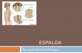 ESPALDA Ma. José Retana Moraga. La espalda es constituida por vértebras. Es conformada por 33 o 34 vértebras.