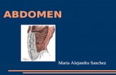 ABDOMEN Maria Alejandra Sanchez. El abdomen es la parte del tronco ubicada entre el torax y la pelvis. Es un contenedor flexible y dinamico que aloja.