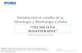 Introducción al estudio de la Histología y Morfología Celular Professor: Verónica Pantoja. Lic. MSP. TECNICO EN MASOTERAPIA IPCHILE - DOCENTE: Veronica.