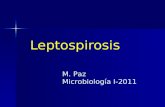 Leptospirosis M. Paz Microbiología I-2011. Leptospira spp L. interrogans: patógena para los animales y el hombre L. interrogans: patógena para los animales.