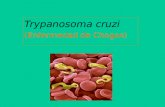 Trypanosoma cruzi (Enfermedad de Chagas). La enfermedad de Chagas es producida por un protozoario hemoglagelado, denominado Trypanosoma cruzi Este parásito.