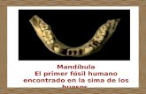 Mandíbula El primer fósil humano encontrado en la sima de los huesos.