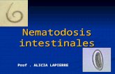 Nematodosis intestinales Prof. ALICIA LAPIERRE.