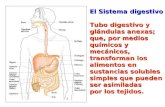 El Sistema digestivo Tubo digestivo y glándulas anexas; que, por medios químicos y mecánicos, transforman los alimentos en sustancias solubles simples.